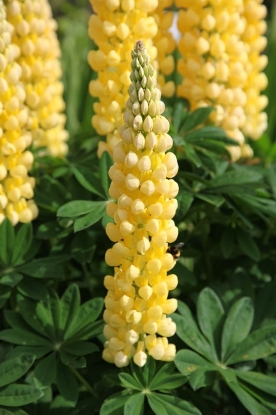 Picture of Lupin Russell Strain - Chandelier